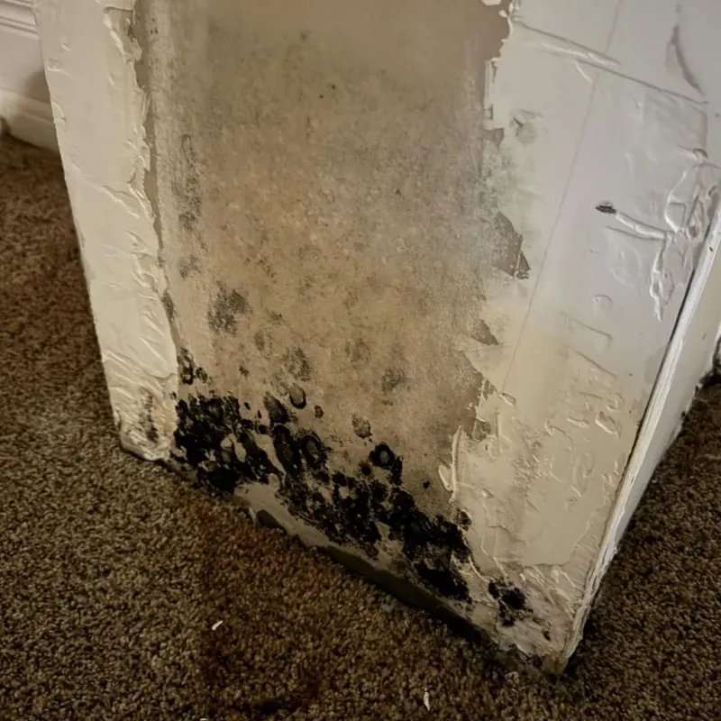Professional Mold Removal in Pearisburg, VA
